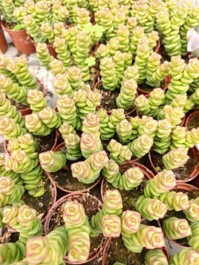 Красула марниериана / Crassula marnieriana