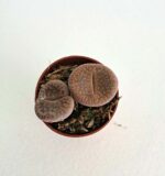 Литопси / Lithops
