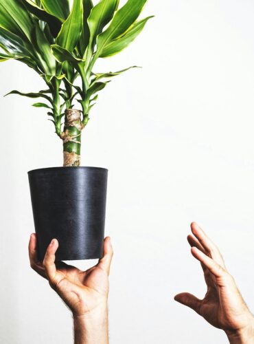 dracaena-family-dmplants-01