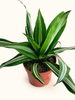 Драцена фрагранс „Джанет Крейг Компакта“ / Dracena fragrans 'Janet Craig Compacta'