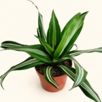 Драцена фрагранс "Канзи" / Dracena fragrans 'Kanzi'