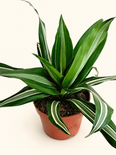 Драцена фрагранс "Канзи" / Dracena fragrans 'Kanzi'