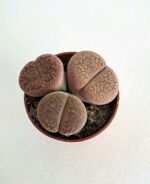 Литопси / Lithops