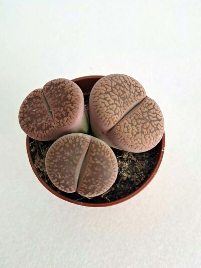 Литопси / Lithops