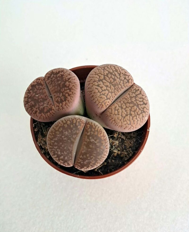 Литопси / Lithops