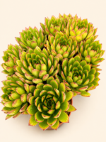 Ешеверия агавоидес 'Кристмас' / Echeveria agavoides 'Christmas'