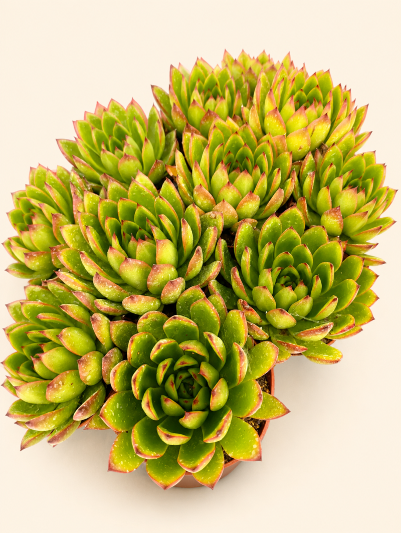 Ешеверия агавоидес 'Кристмас' / Echeveria agavoides 'Christmas'