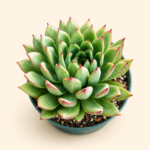 Ешеверия агавоидес 'Кристмас' / Echeveria agavoides 'Christmas'