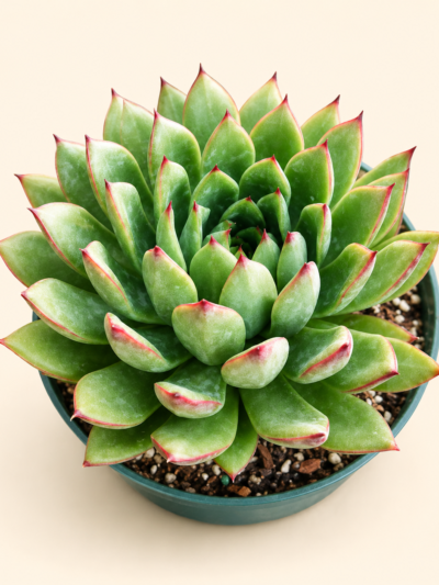 Ешеверия агавоидес 'Кристмас' / Echeveria agavoides 'Christmas'
