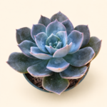 Ешеверия Блу Принц / Echeveria 'Blue Prince'