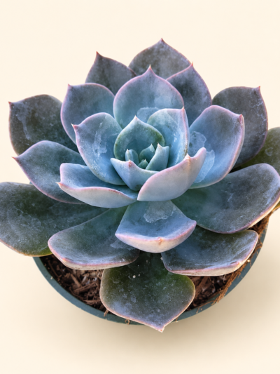 Ешеверия Блу Принц / Echeveria 'Blue Prince'