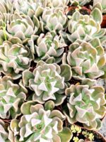 Ешеверия 'Кърв' / Echeveria 'Curve'