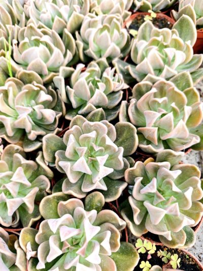 Ешеверия 'Кърв' / Echeveria 'Curve'