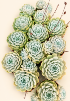 Ешеверия елеганс / Echeveria elegans