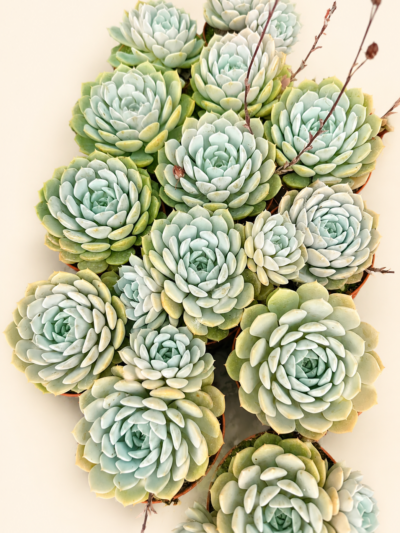 Ешеверия елеганс / Echeveria elegans