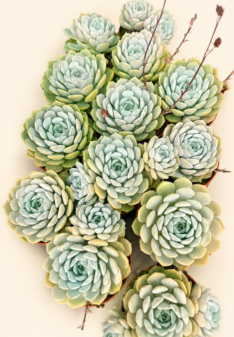 Ешеверия елеганс / Echeveria elegans