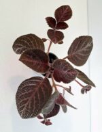 Еписция купреата 'Кънтри Брилянс' / Episcia cupreata Country Brilliance