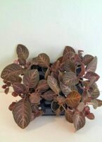 Еписция купреата 'Кънтри Брилянс' / Episcia cupreata Country Brilliance