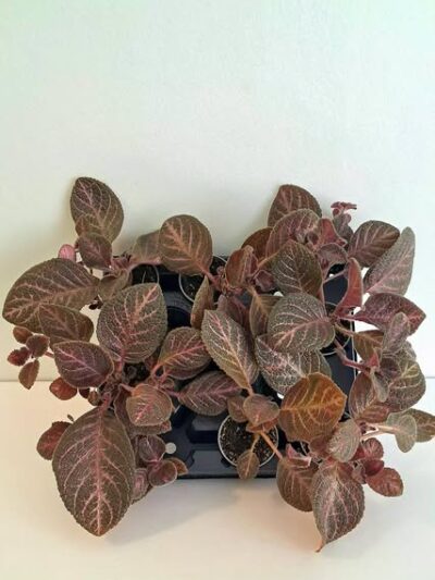 episcia-cupreata-country-brilliance-3.jpg
