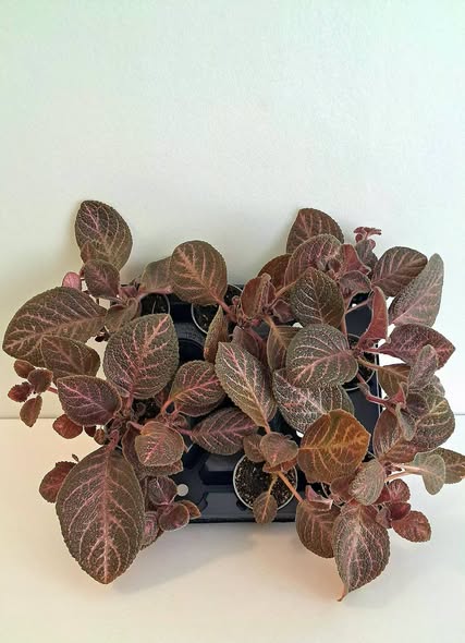 Еписция купреата 'Кънтри Брилянс' / Episcia cupreata Country Brilliance