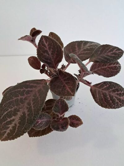 Еписция купреата 'Кънтри Брилянс' / Episcia cupreata Country Brilliance