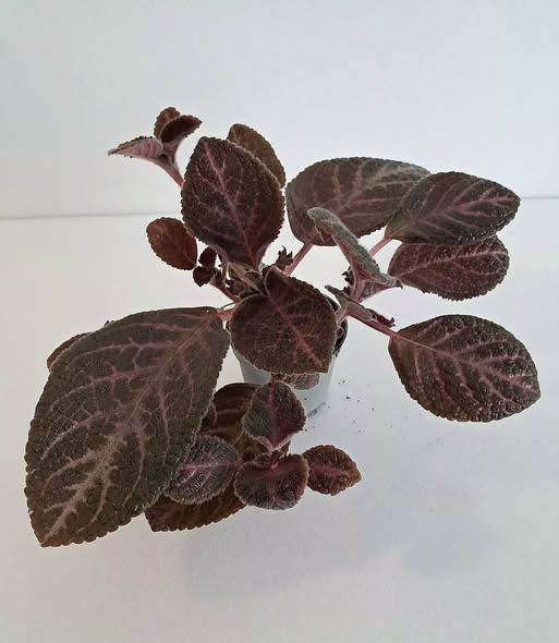 Еписция купреата 'Кънтри Брилянс' / Episcia cupreata Country Brilliance