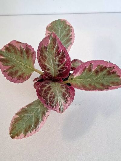 Еписция 'Пинк Брокейд' / Episcia Pink Brocade