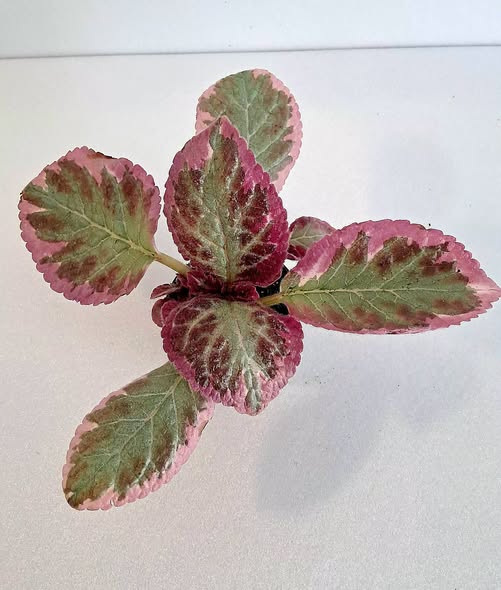 Еписция 'Пинк Брокейд' / Episcia Pink Brocade