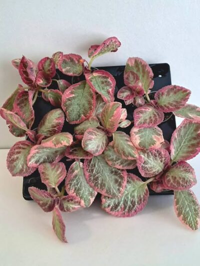 Episcia-Pink-Brocade-2