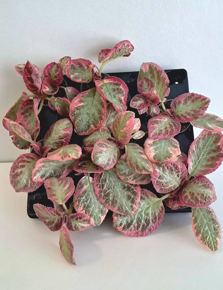 Еписция 'Пинк Брокейд' / Episcia Pink Brocade