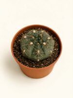Гимнокалициум / Gymnocalycium