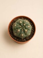 Гимнокалициум / Gymnocalycium