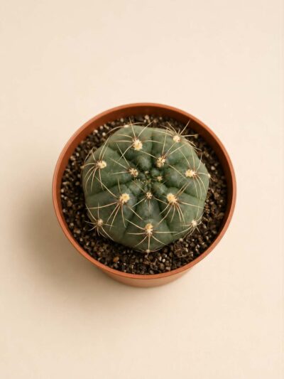 Gymnocalycium кактус Gymnocalycium цъфтящ кактус Купи Gymnocalycium онлайн от DM Plants
