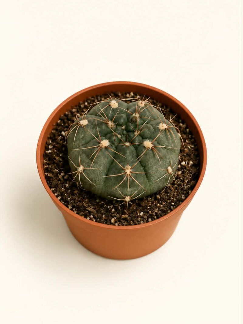 Гимнокалициум / Gymnocalycium