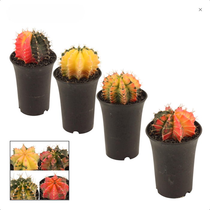 Гимнокалициум вариегата / Gymnocalycium variegata