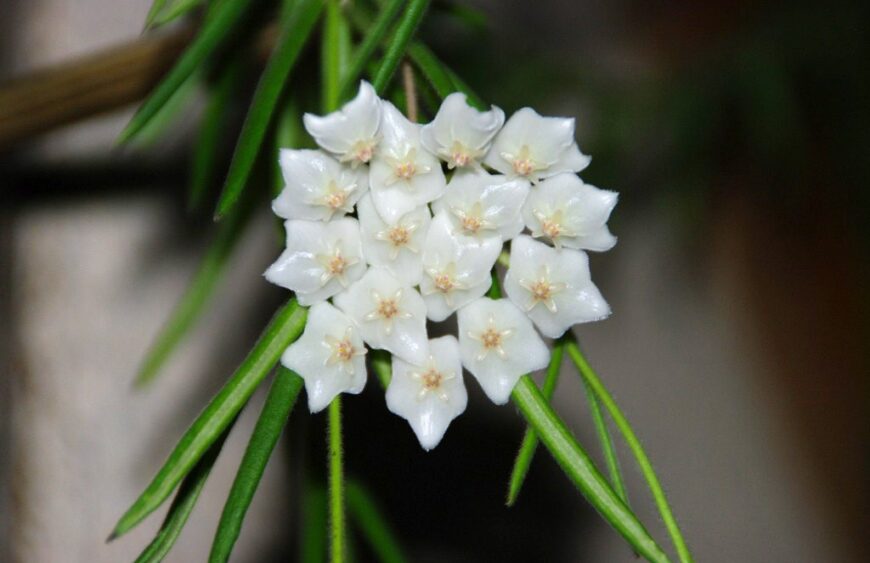 hoya-linearis_dmplantsbg-05