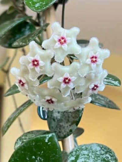 Hoya Mathilde Splash със сребристи листа Hoya Mathilde Splash цъфтяща хоя Купи Hoya Mathilde Splash онлайн от DM Plants