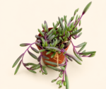 Отона капенсис / Othonna capensis