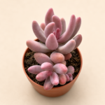 Пахиседум Ганджоу / Pachysedum Ganzhou