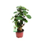 Polyscias Fabian