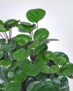 Polyscias Fabian