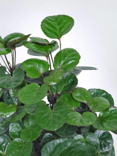 polyscias-fabian-dmplantsbg-leaves