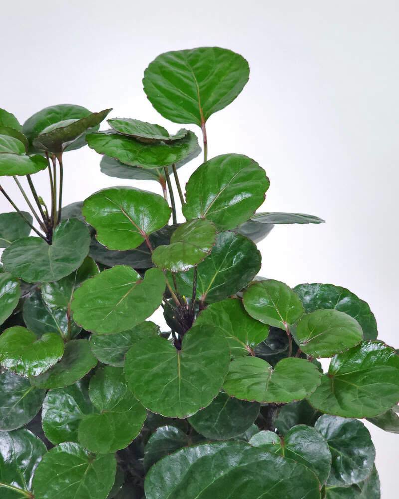 Polyscias Fabian