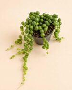 Низ от перли / Senecio rowleyanus