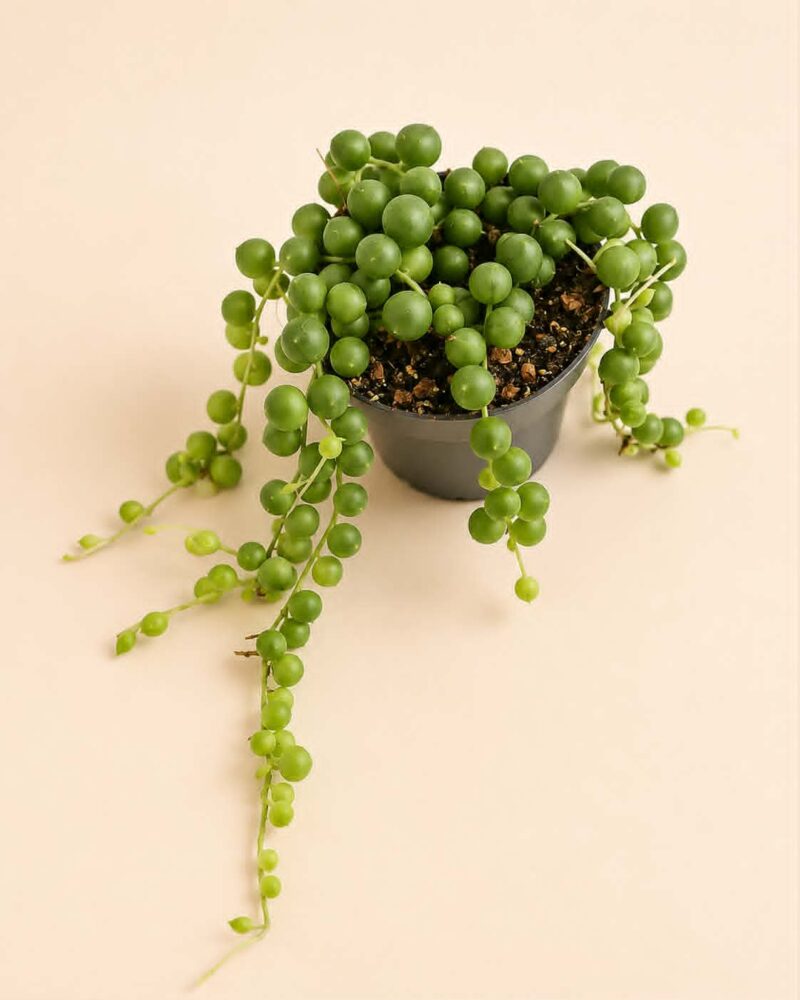 Низ от перли / Senecio rowleyanus