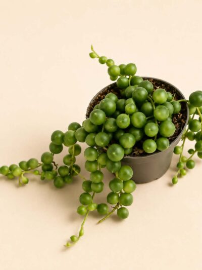 Низ от перли / Senecio rowleyanus