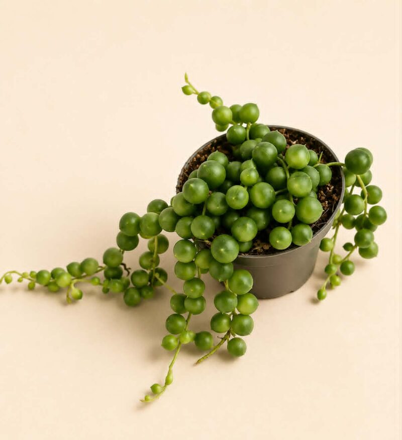 Низ от перли / Senecio rowleyanus