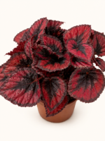 Бегония Ред Кис / Бегония Червена Целувка / Begonia Red Kiss