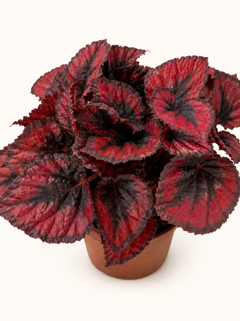 Бегония Ред Кис / Бегония Червена Целувка / Begonia Red Kiss