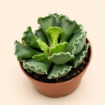 Адромискус кристатус / Adromischus cristatus